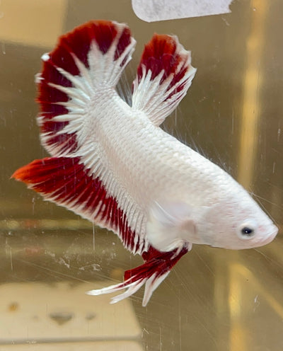 Betta Plakat Red Dragon | Betta Splendens Italia