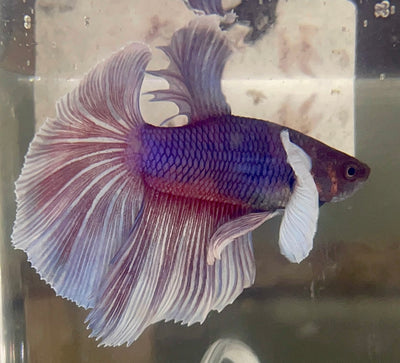 Betta Half Moon Dumbo Salamander | Betta Splendens Italia