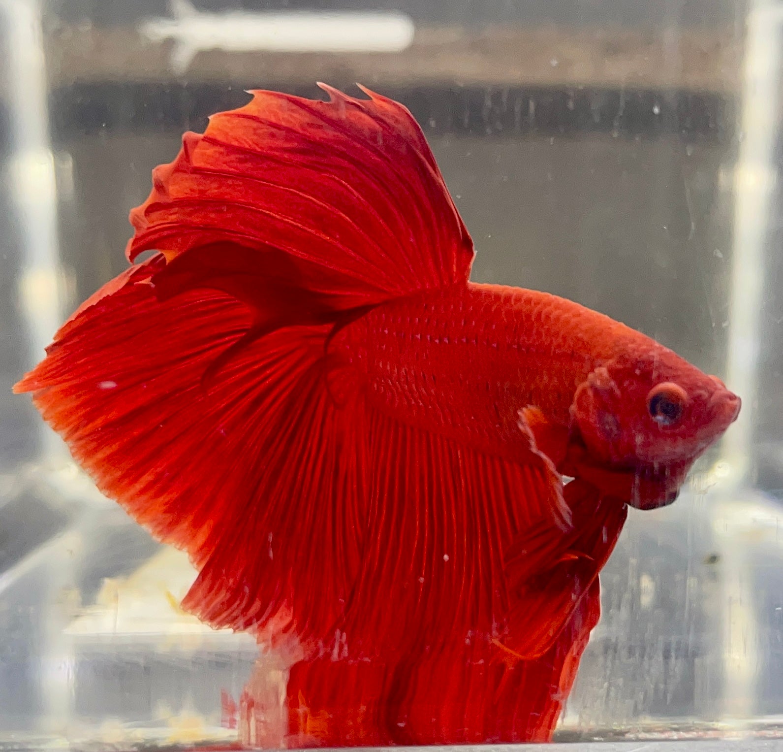 Betta Halfmoon Solid Red | Betta Splendens Italia