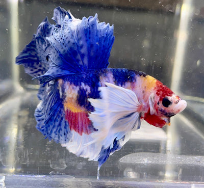 Betta Half Moon Dumbo Multicolor | Betta Splendens Italia