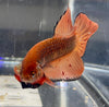 Betta Wild Spade Tail Armageddon | Betta Splendens Italia