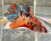 Betta Femmina Half Moon Candy | Betta Splendens Italia