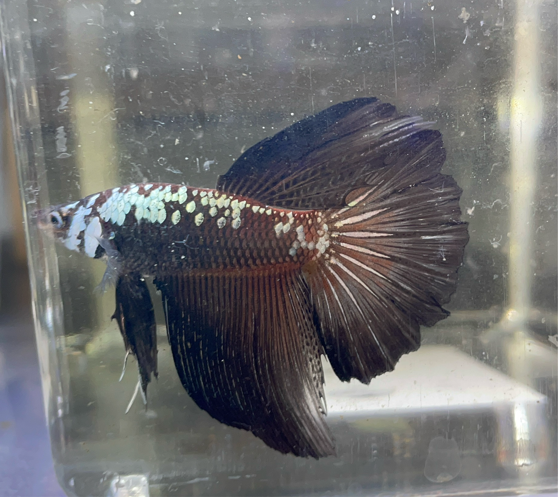 Betta Half Moon Samurai | Betta Splendens Italia