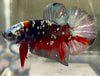 Betta Plakat  Black Star| Betta Splendens Italia