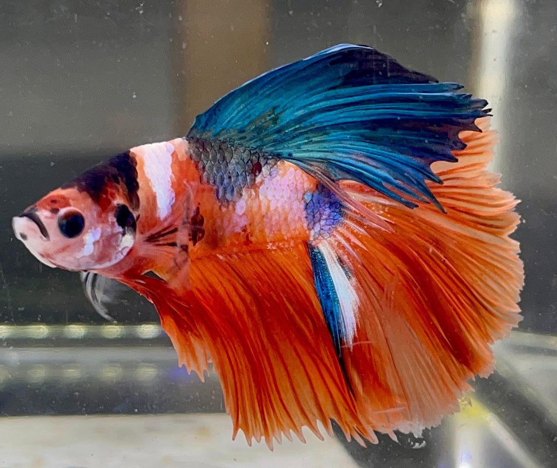 Betta Half Moon Candy | Betta Splendens Italia