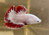 Betta Plakat Red Dragon | Betta Splendens Italia