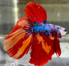 Betta Half Moon Galaxy | Betta Splendens Italia