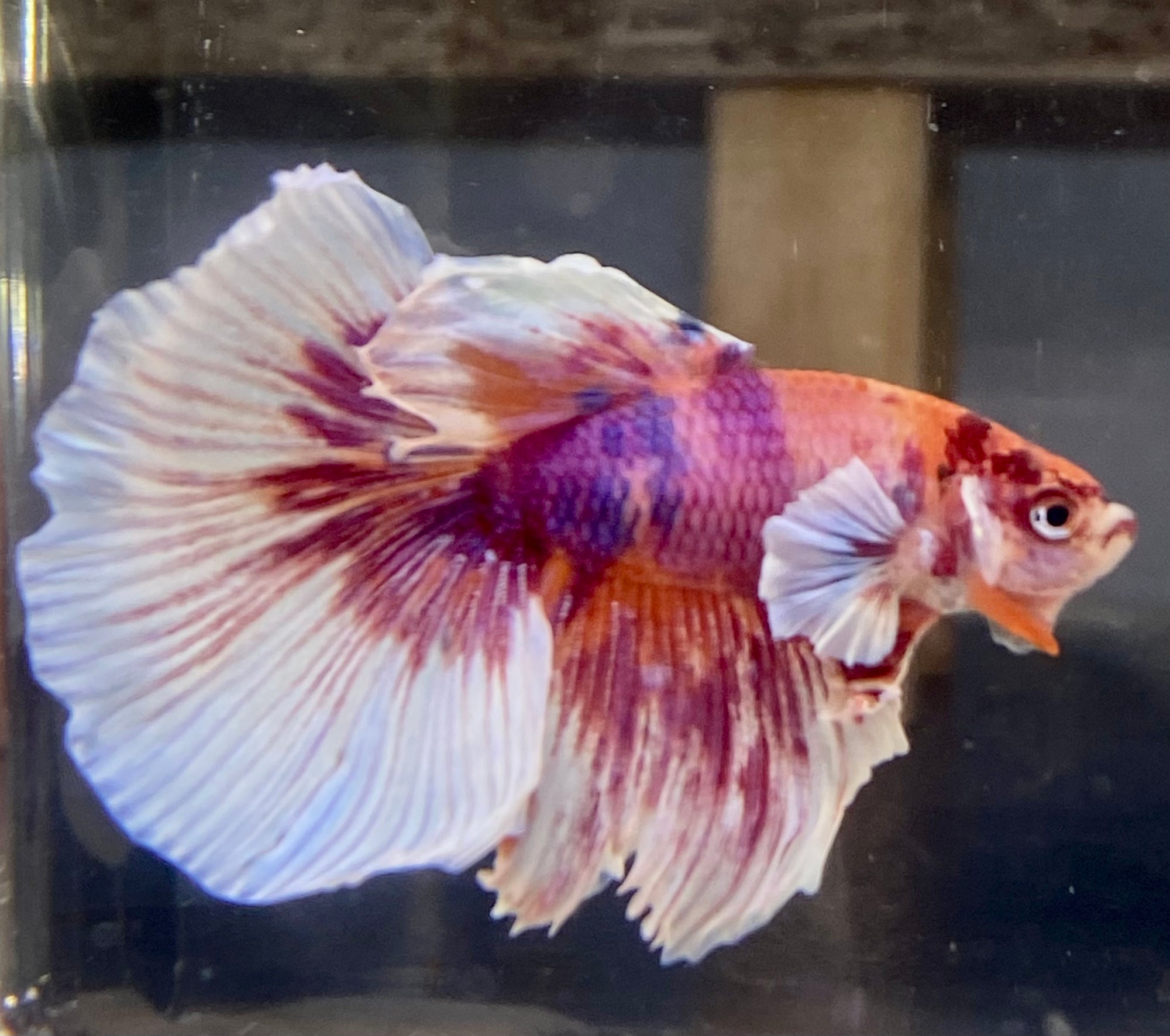 Betta Half Moon Dumbo Multicolor | Betta Splendens Italia