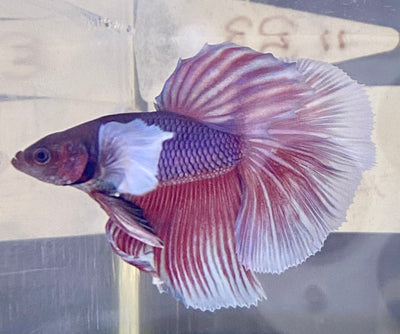 Betta Half Moon Dumbo Lavander | Betta Splendens Italia