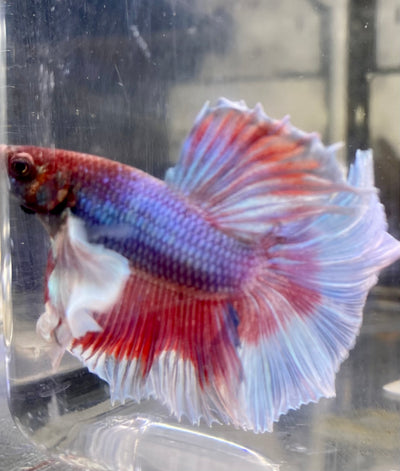 Betta Half Moon Dumbo Lavander | Betta Splendens Italia