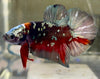 Betta Plakat  Black Star| Betta Splendens Italia