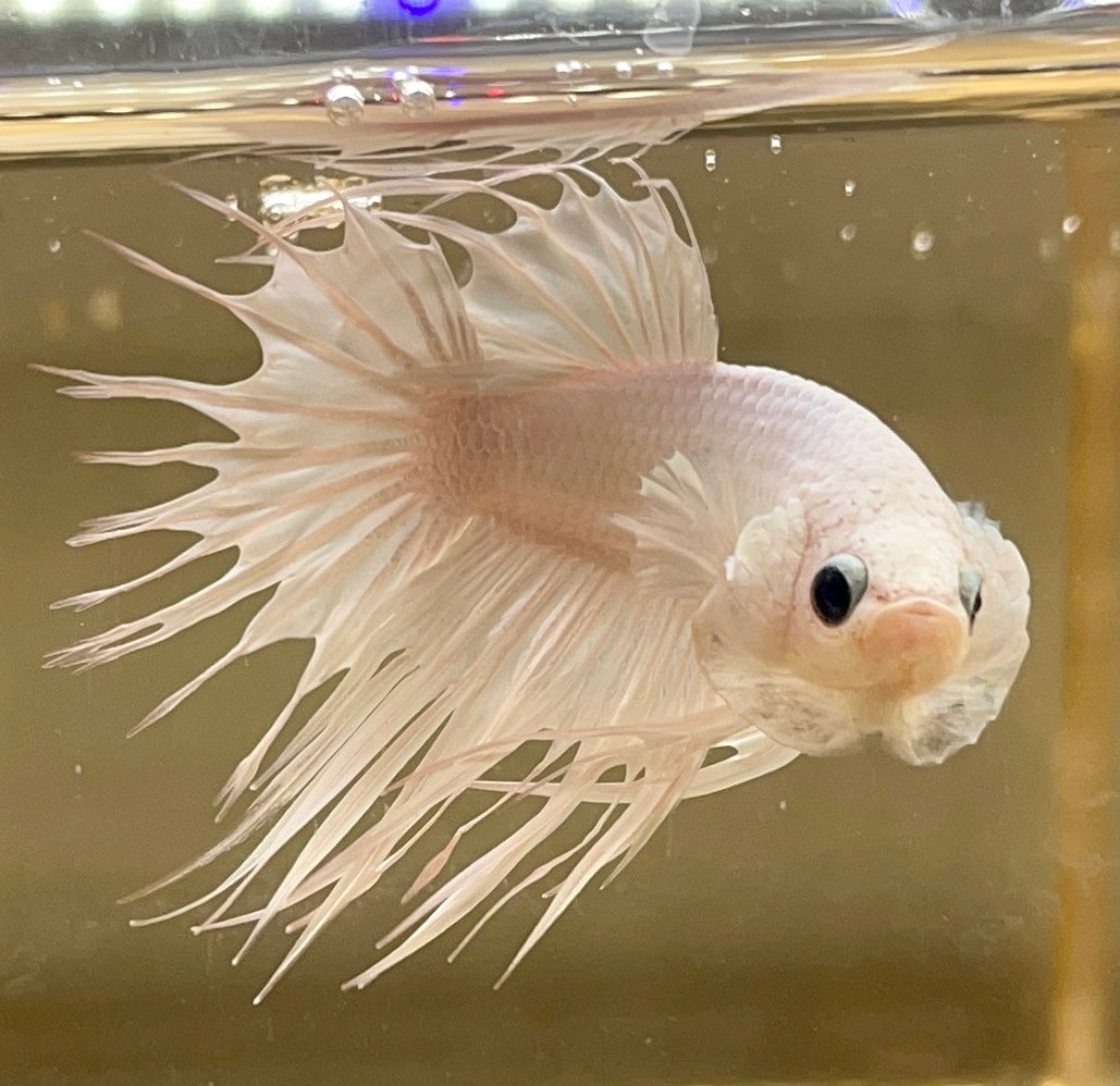 Betta Crown Tail Solid White