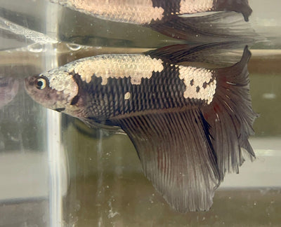 Betta Giant Halfmoon Samurai| Betta Splendens Italia