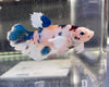 Betta Femmina Halfmoon Dumbo Multicolor | Betta Splendens Italia