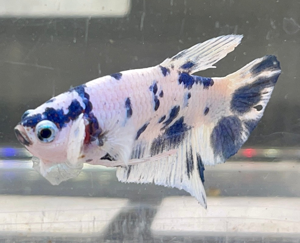 Betta Plakat  Marble | Betta Splendens Italia