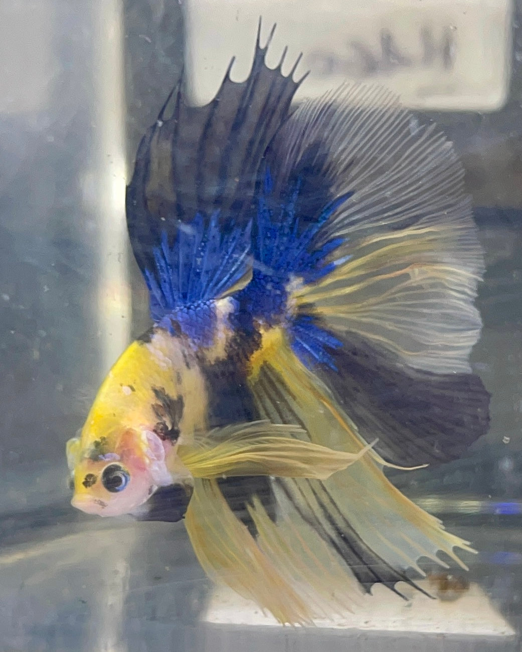 Betta Half Moon Yellow Candy | Betta Splendens Italia