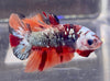 Betta Plakat Copper Multicolor | Betta Splendens Italia