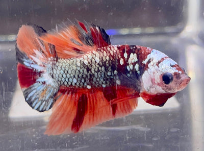 Betta Plakat Copper Multicolor | Betta Splendens Italia