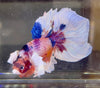 Betta Half Moon Dumbo Multicolor | Betta Splendens Italia