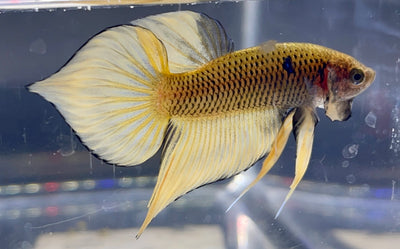 Betta Wild Spade Tail Gold | Betta Splendens Italia