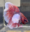 Betta Half Moon Dumbo Lavander | Betta Splendens Italia