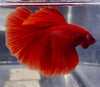 Betta Halfmoon Solid Red | Betta Splendens Italia