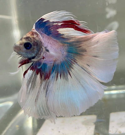 Betta Halfmoon Double Tail Fancy Captain America | Betta Splendens Italia