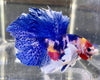 Betta Half Moon Dumbo Multicolor | Betta Splendens Italia