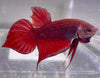 Betta Wild Red Spade Tail| Betta Splendens Italia