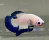 Betta Plakat Blue Rim | Betta Splendens Italia