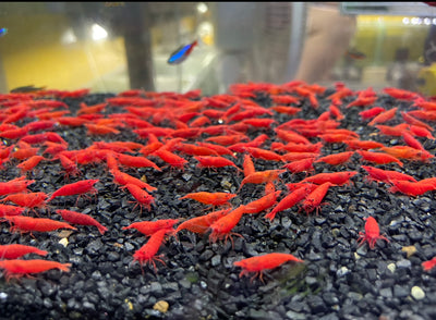 Neo Caridina Red Fire