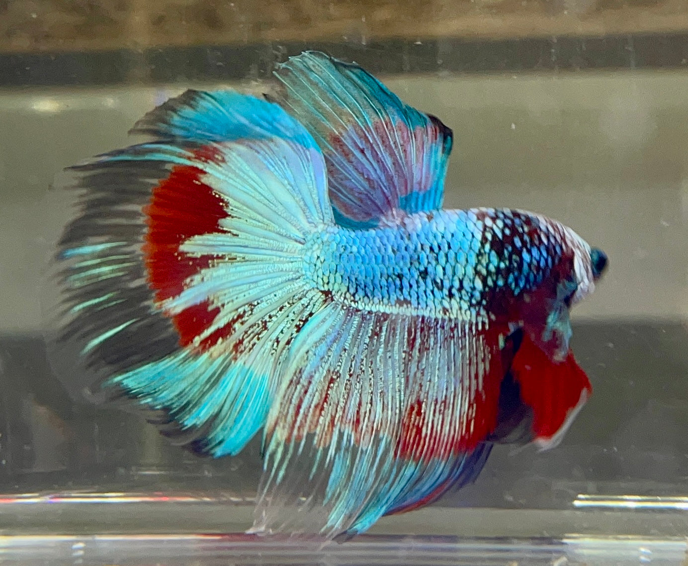 Betta Half Moon Fancy XXL| Betta Splendens Italia