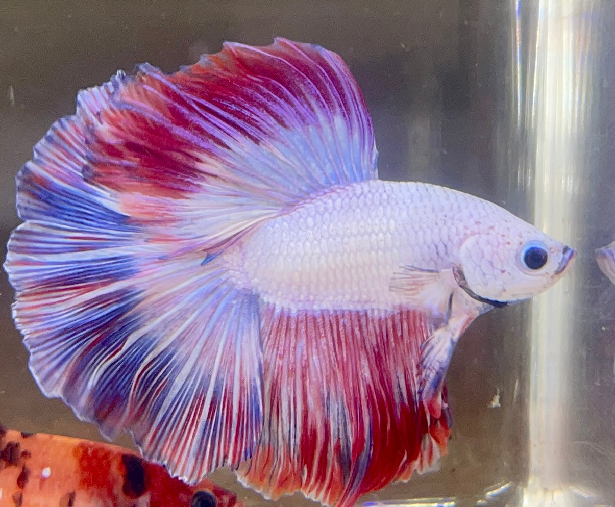 Betta Half Moon Captain America | Betta Splendens Italia