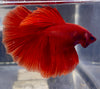 Betta Halfmoon Solid Red | Betta Splendens Italia