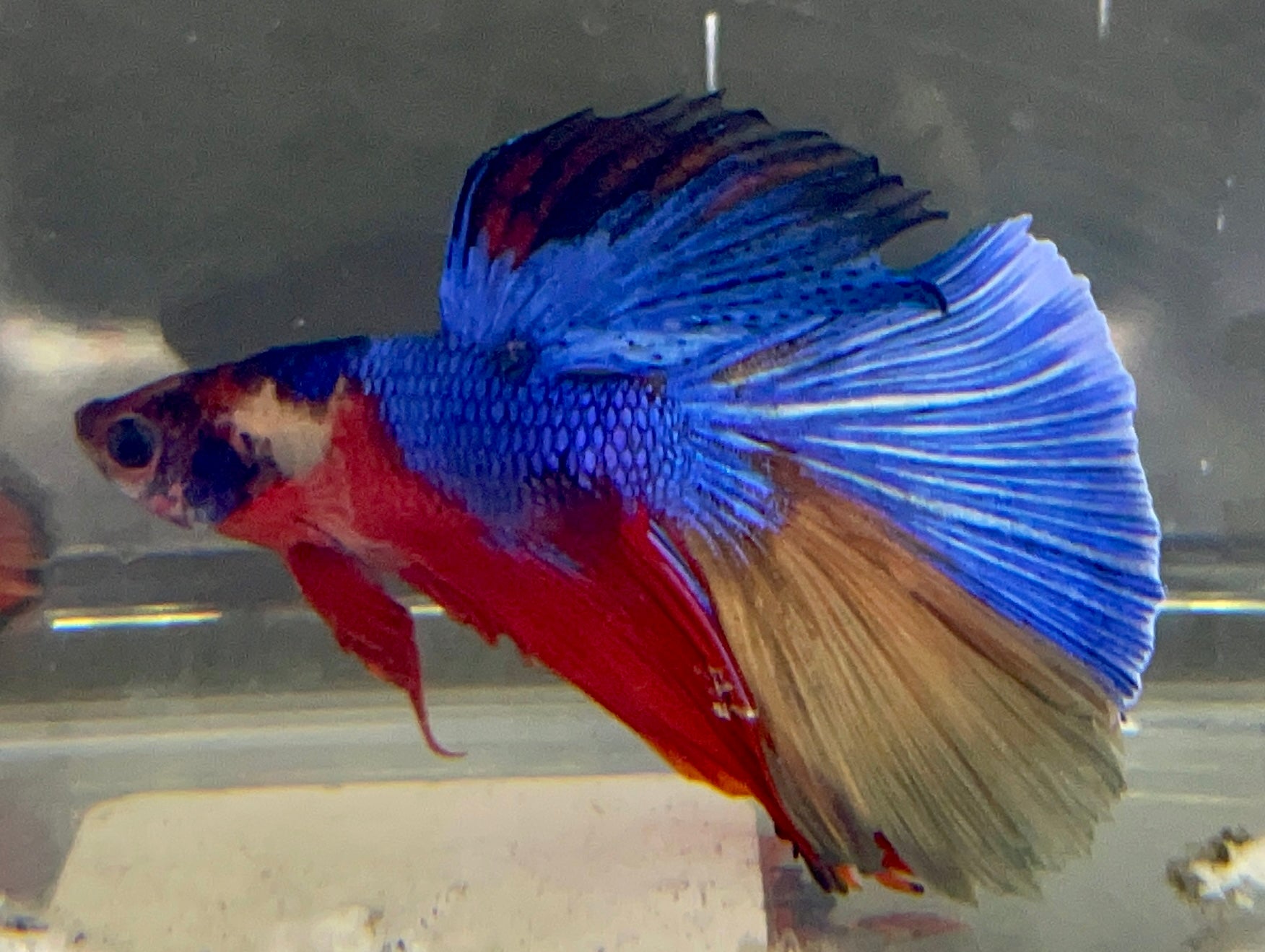 Betta Half Moon Candy | Betta Splendens Italia