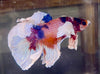 Betta Half Moon Dumbo Multicolor | Betta Splendens Italia