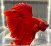 Betta Halfmoon Solid Red | Betta Splendens Italia