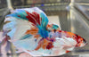 Betta Half Moon Dumbo Multicolor | Betta Splendens Italia