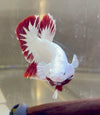 Betta Plakat Red Dragon | Betta Splendens Italia